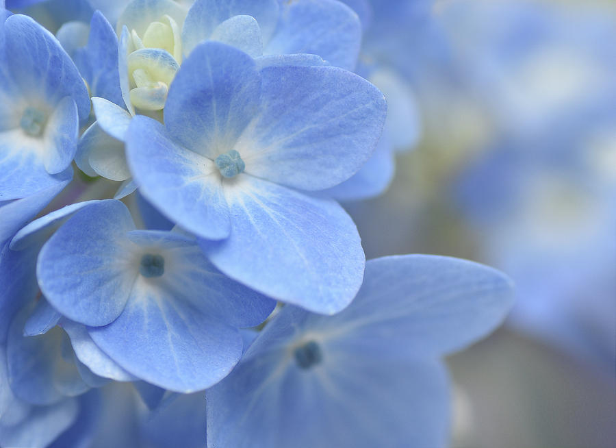 Hydrangea Blues Photograph by Sue Overson - Fine Art America