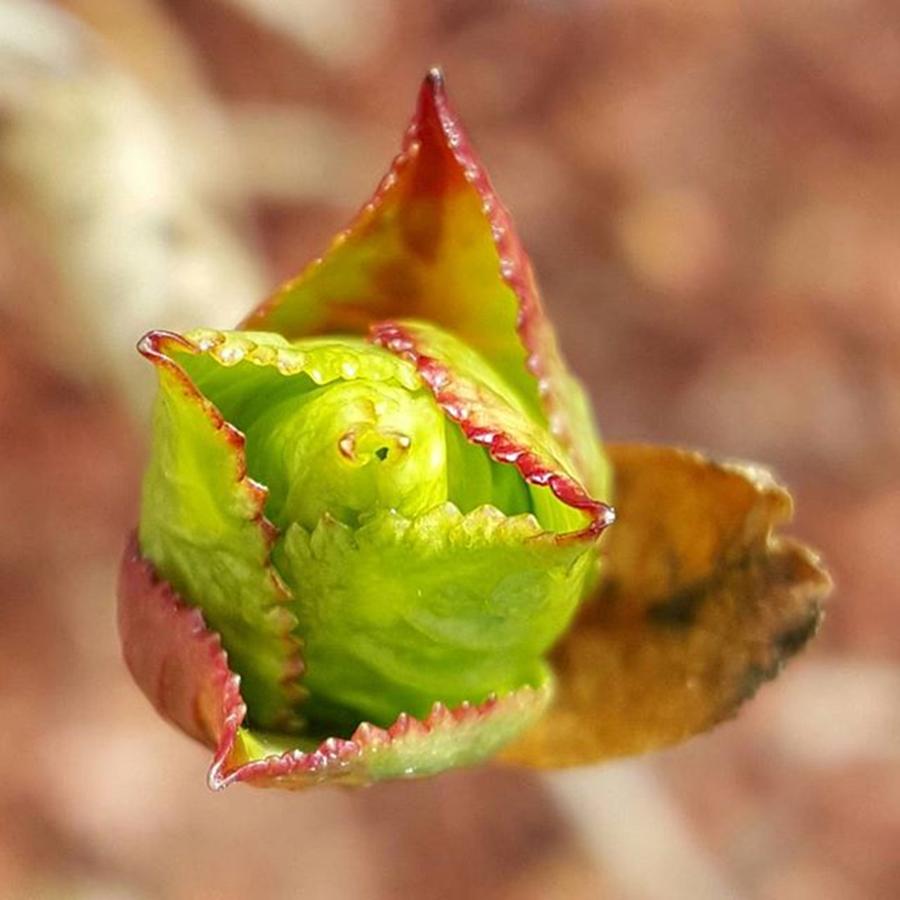 Spring Photograph - Hydrangea Bud By Tammy Finnegan by Tammy Finnegan
