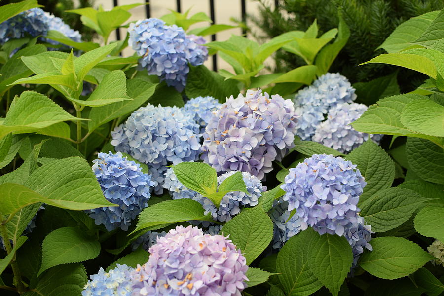 Hydrangea Bush Photograph by Vanessa Favero - Fine Art America