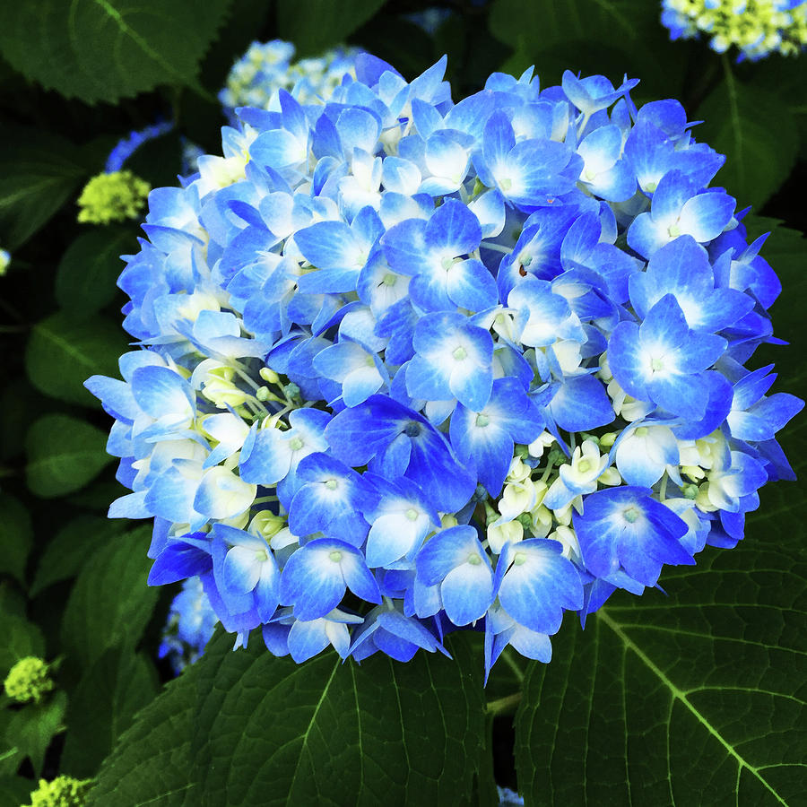 Hydrangea Photograph by Carl Griffasi | Fine Art America