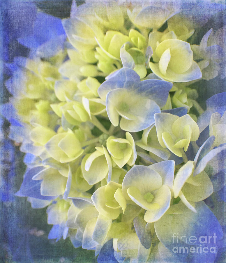 Flower Photograph - Hydrangea by Cathy Alba