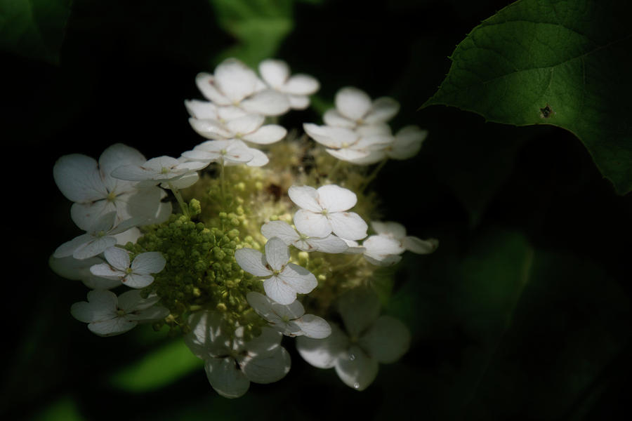 Flowers Still Life Photograph - Hydrangea by Greg and Chrystal Mimbs