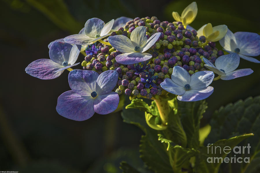 Hydrangea Color Photograph by Mitch Shindelbower