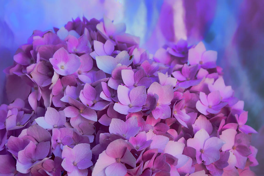 Hydrangea - Dreams - Pink Photograph by Nikolyn McDonald