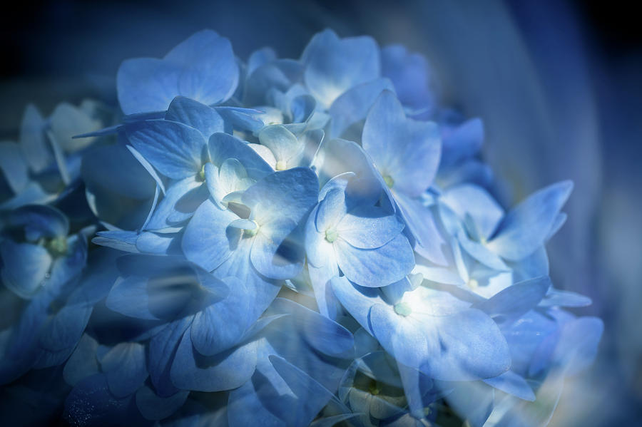Flower Photograph - Hydrangea Fantasy by Yuka Ogava
