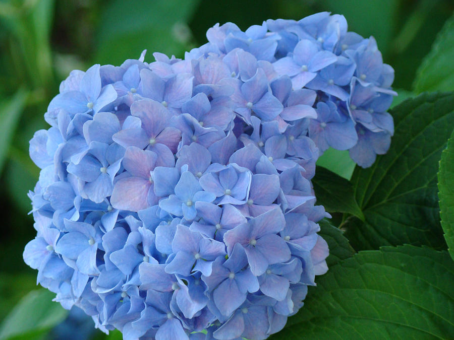 Hydrangea Floral Flowers art prints Baslee Troutman Photograph by Patti ...