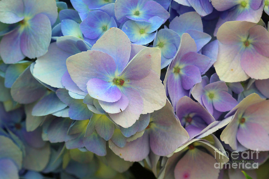 Hydrangea Flower Painting by Corey Ford