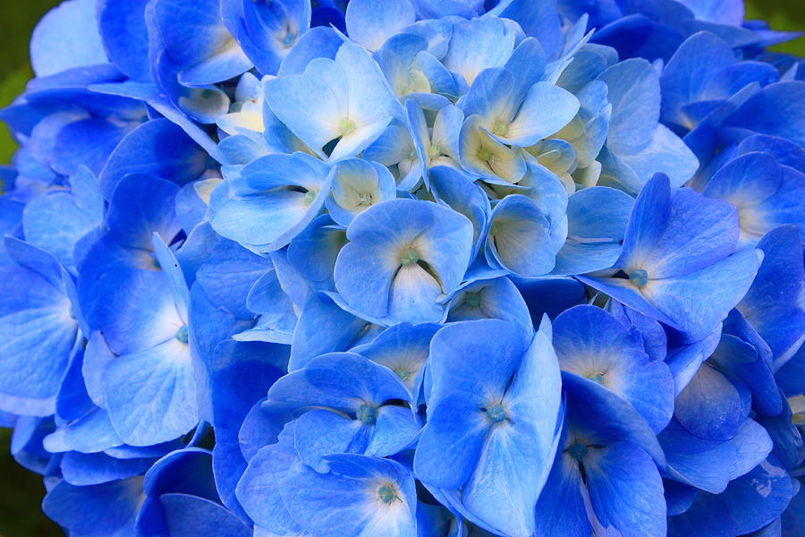 Hydrangea by the Sea Photograph by John Burk | Fine Art America