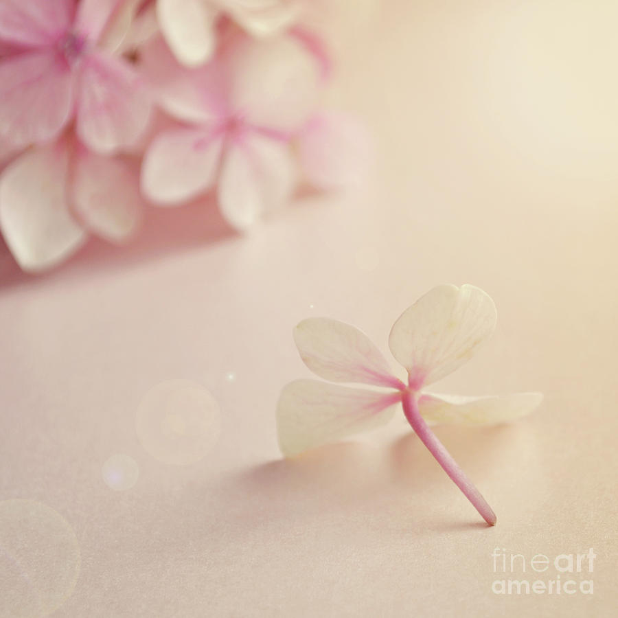 Still Life Photograph - Hydrangea Flower by Lyn Randle