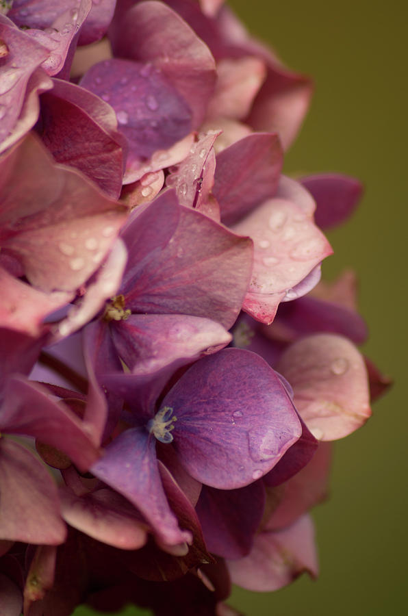 Purple Hydrangea Photograph by Marilyn Wilson