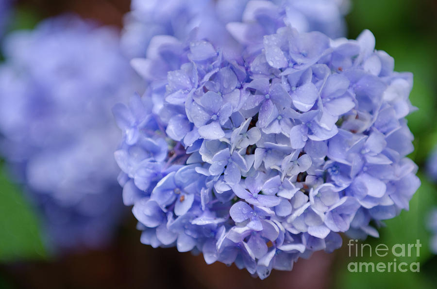 Hydrangea Flower Petals Photograph by Dale Powell