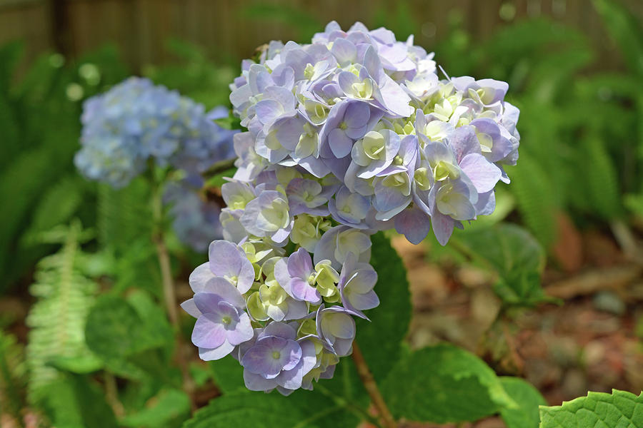 Hydrangea Flowers Photograph by Aimee L Maher ALM GALLERY