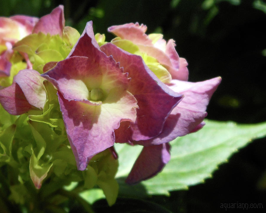 Hydrangea Flowers Fit For A Fairy Photograph by Kristin Aquariann