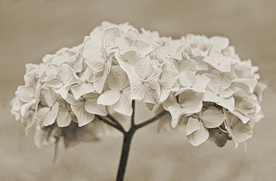 Hydrangea Flowers Vintage Ivory Photograph by Jennie Marie Schell
