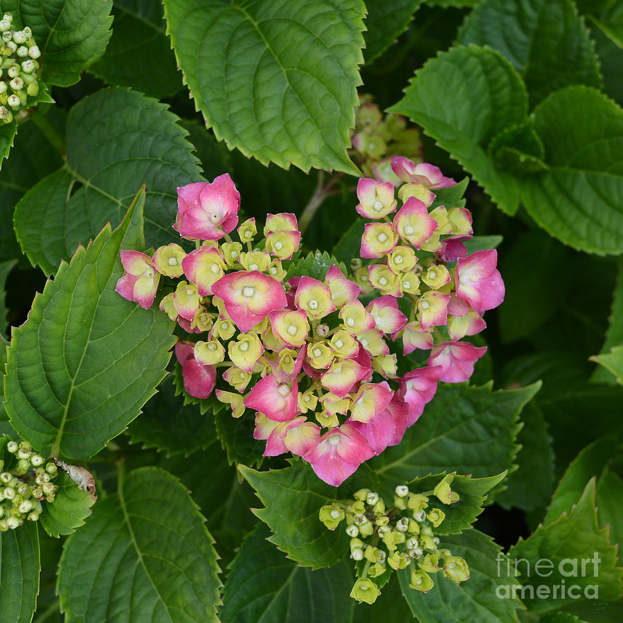 Hydrangea Heart 3 Photograph by Geraldine Cote - Fine Art America