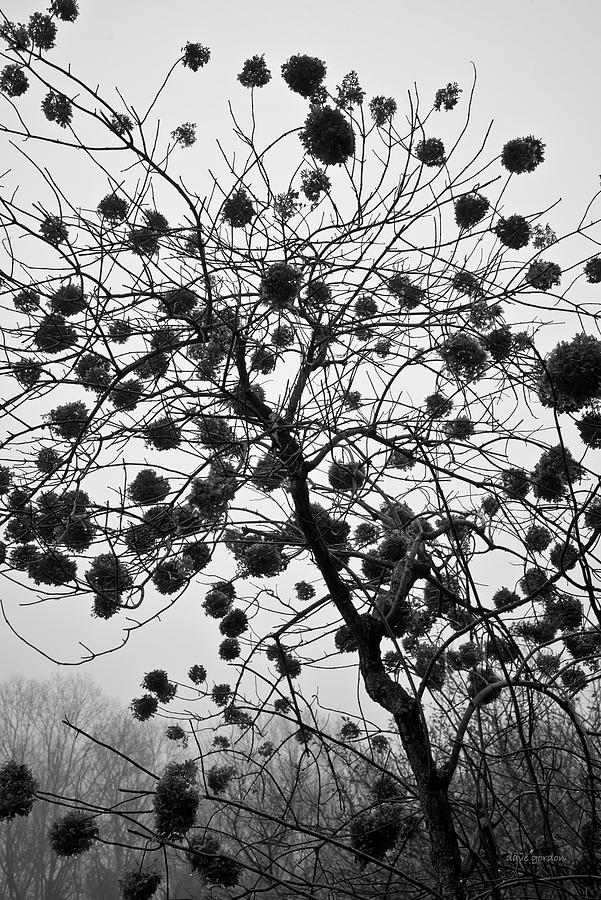 Hydrangea I BW Photograph by David Gordon