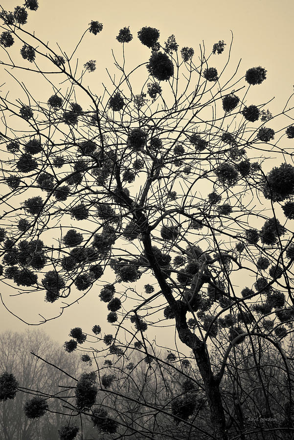Hydrangea I Toned Photograph by David Gordon
