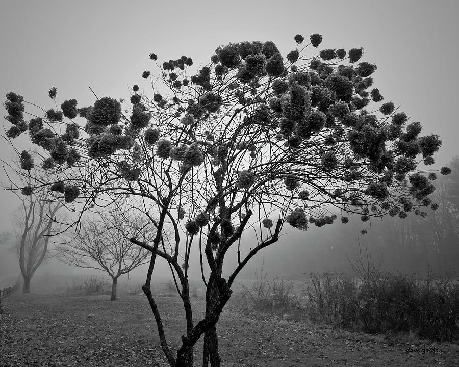 Nature Photograph - Hydrangea II BW by David Gordon