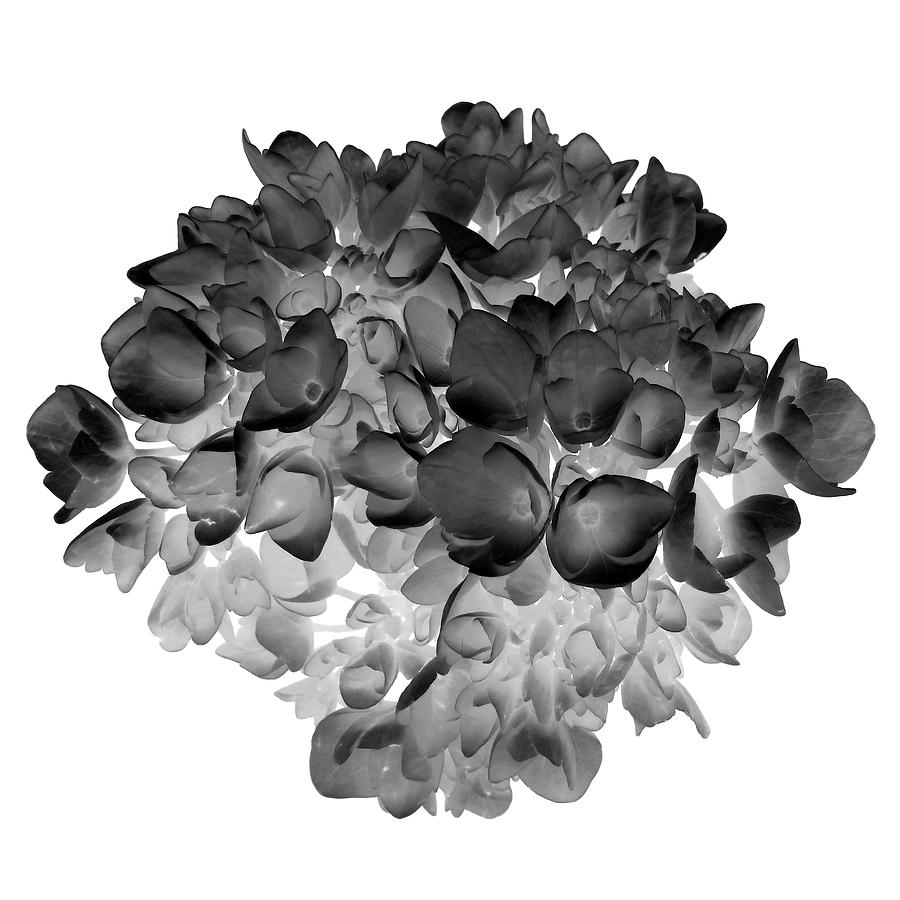 Hydrangea II by Lilia Maloratskiy Hydrangea II by Lilia Maloratskiy