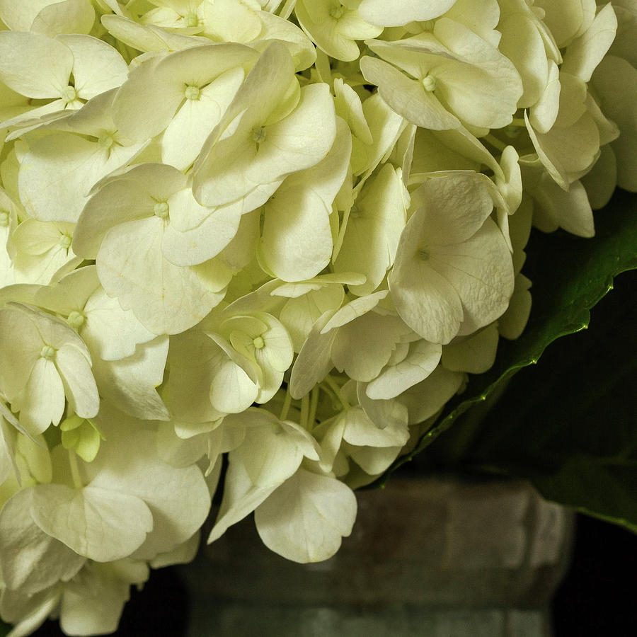 Hydrangea in a Vase Photograph by Cheryl Day