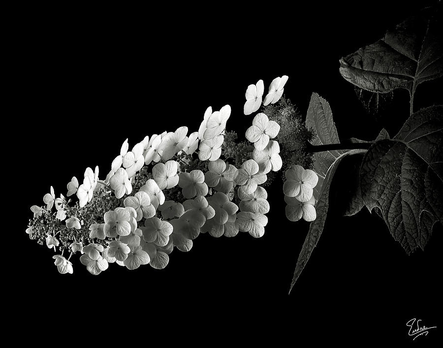 Hydrangea in Black and White Photograph by Endre Balogh