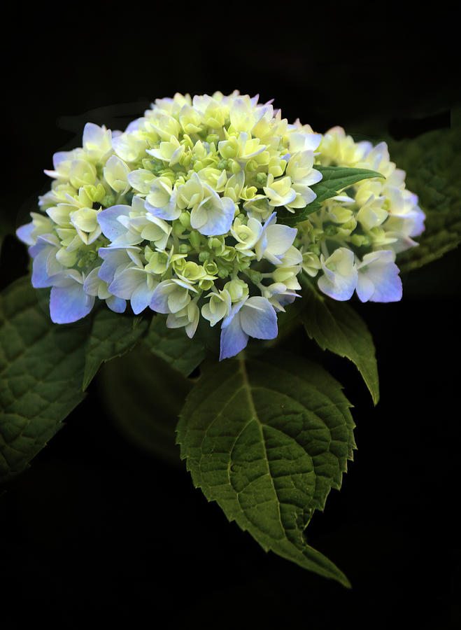 Hydrangea in Bloom Photograph by Jessica Jenney