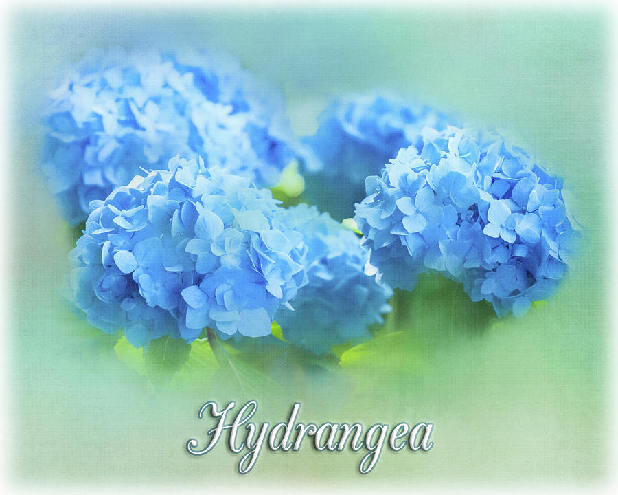 Hydrangea in Blue Photograph by Cathy Kovarik