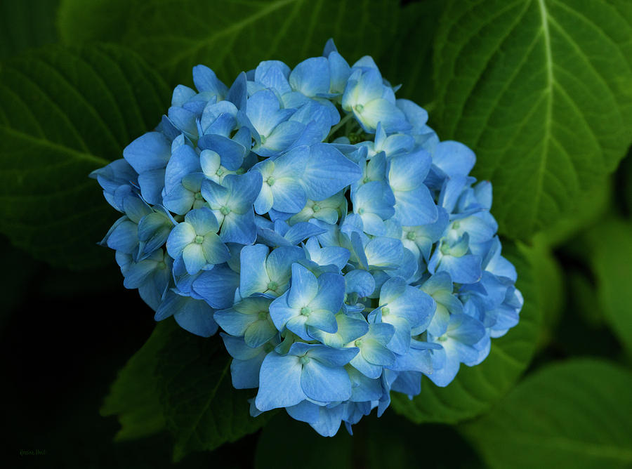 Hydrangea In Blue Photograph