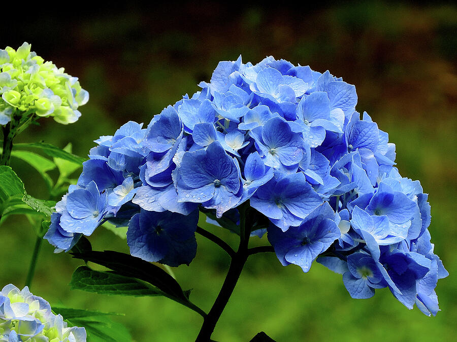 Hydrangea in Blue Photograph by Linda Stern