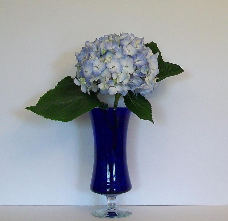 Hydrangea in Blue Vase Photograph by Marsha Heiken