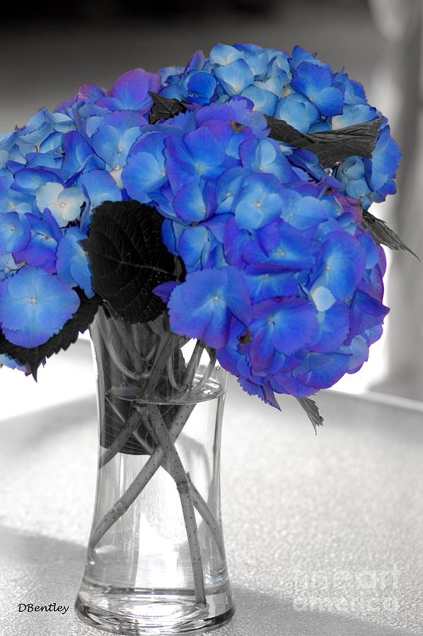 Hydrangea In glass by DONNA BENTLEY Hydrangea In glass by DONNA BENTLEY