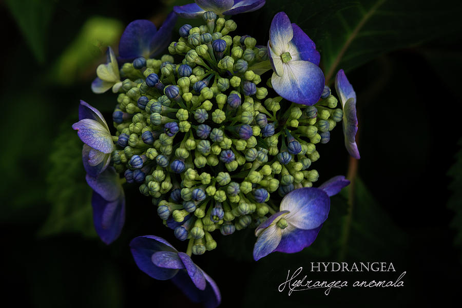 Flower Photograph - Hydrangea in Summer by Kimber Lee