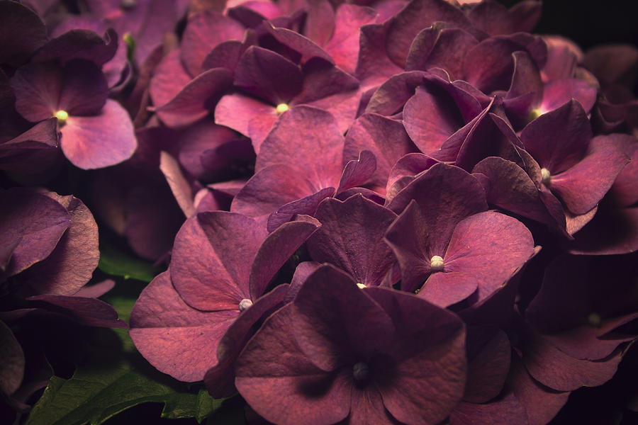 Hydrangea In The Afternoon Photograph