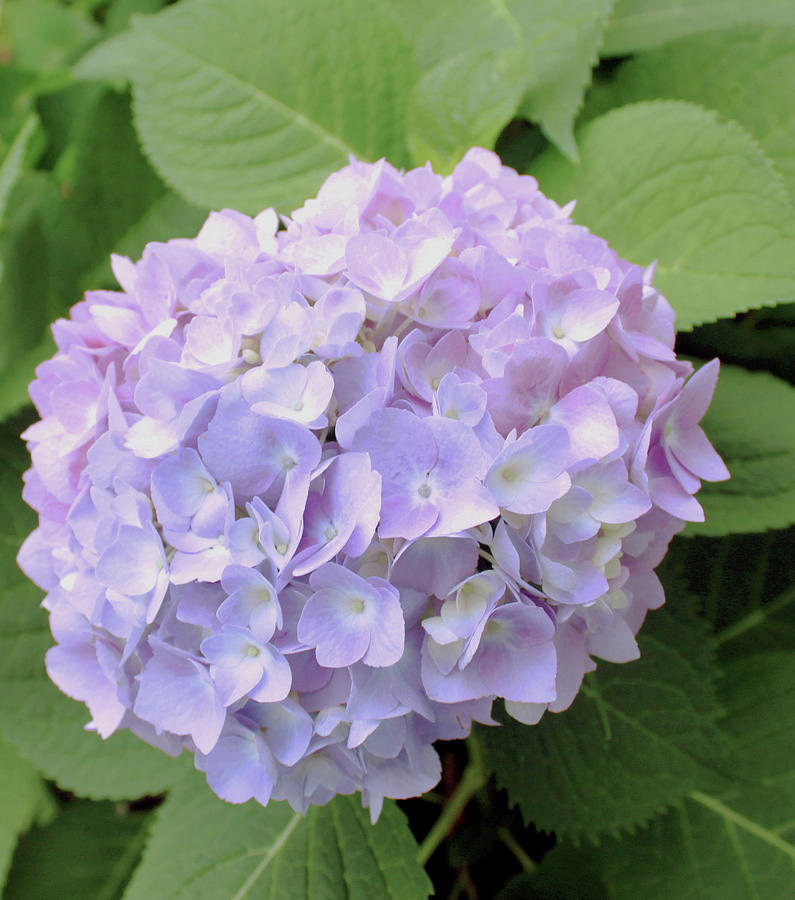 Hydrangea In The Garden Photograph by Images by Stephanie