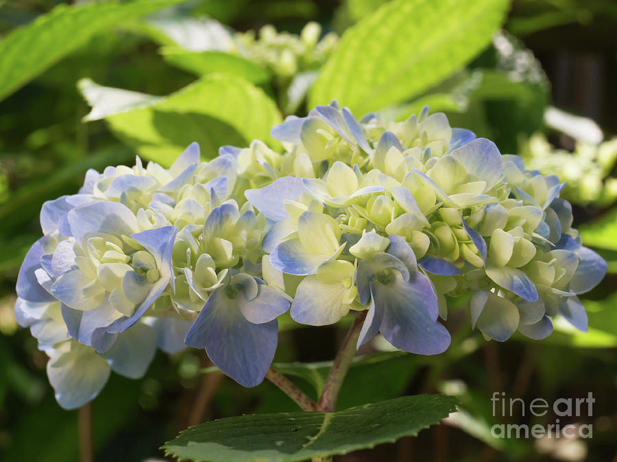 Hydrangea in the Morning Sunlight Photograph by MM Anderson