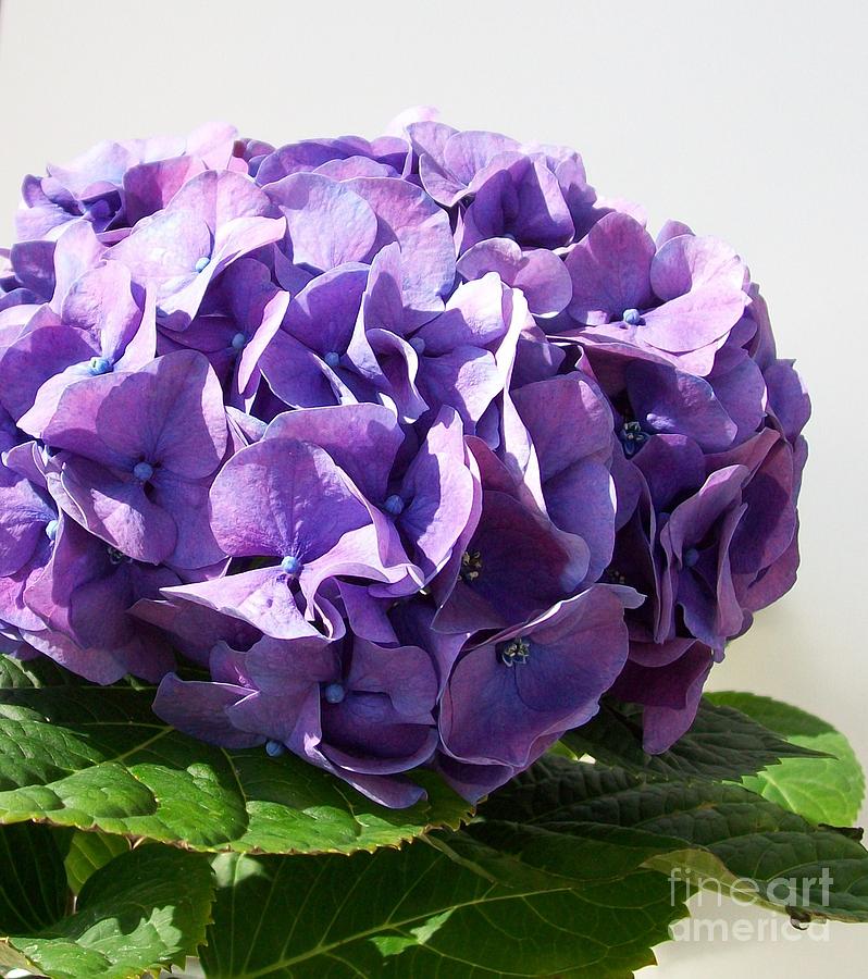 Hydrangea In The Sun Photograph by Marsha Heiken - Pixels