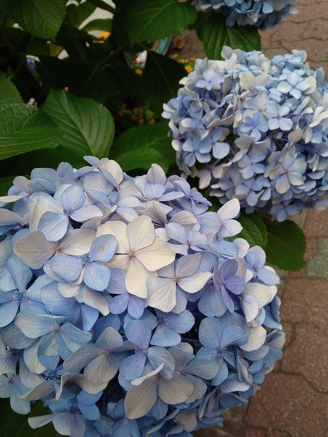 Hydrangea Photograph By Keiko Makino