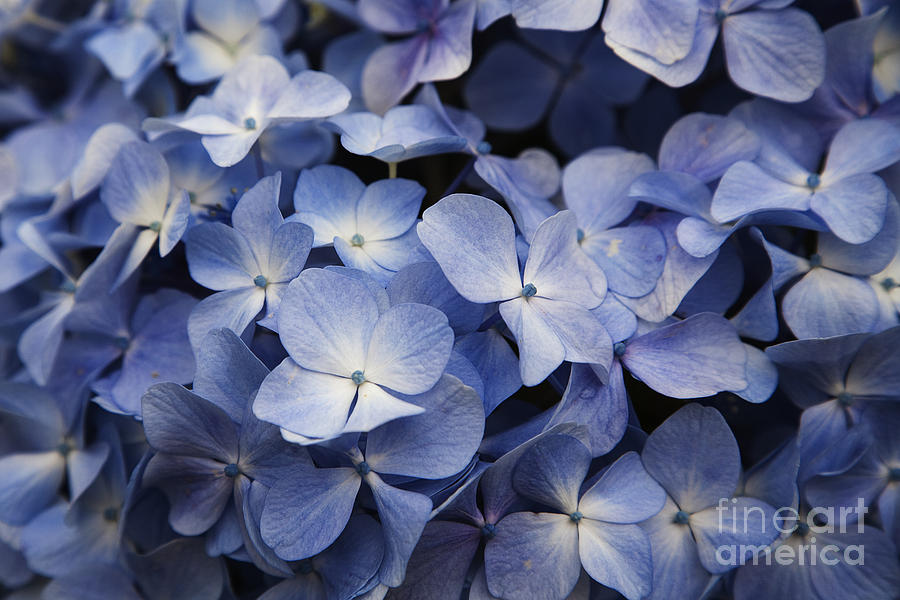 Hydrangea Layers Photograph by Peter French - Printscapes