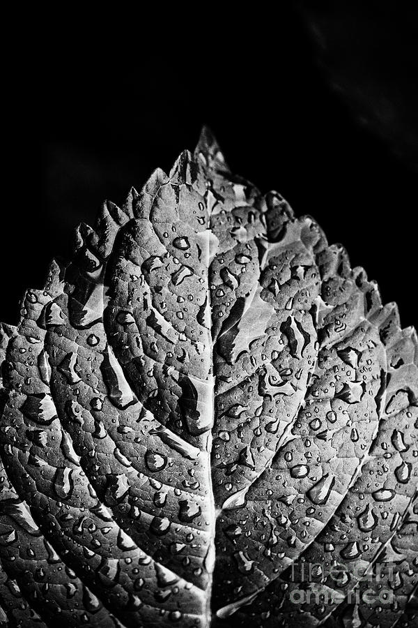 Hydrangea Leaf - BW Photograph by Scott Pellegrin