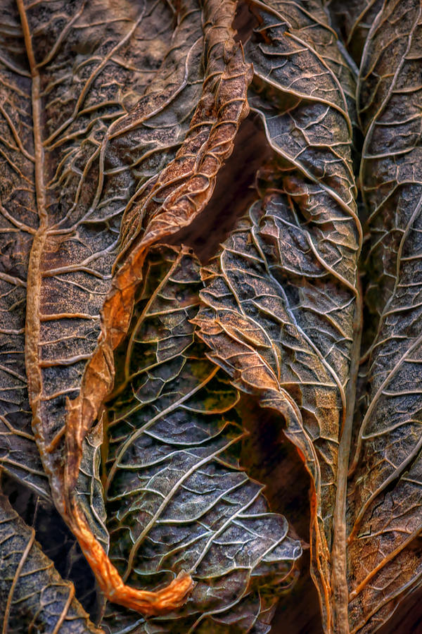 Hydrangea Leaves - Center Photograph by Nikolyn McDonald