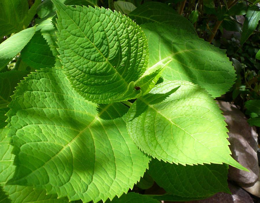 Hydrangea Leaves Photograph by Connie Young