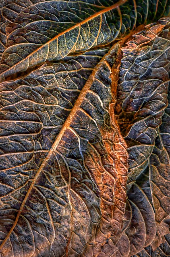 Hydrangea Leaves - Left Photograph by Nikolyn McDonald