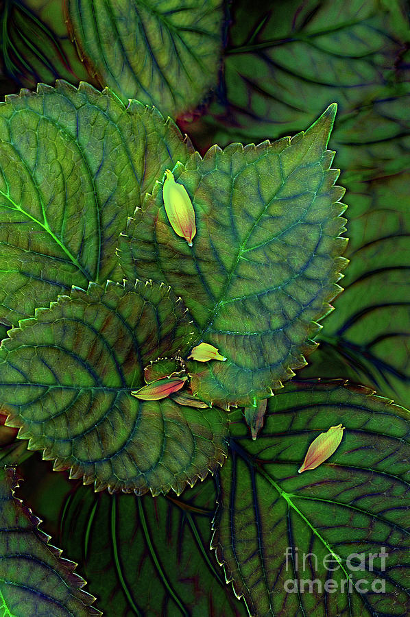 Hydrangea Leaves Photograph
