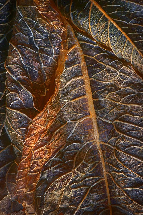 Abstract Photograph - Hydrangea Leaves - Right by Nikolyn McDonald