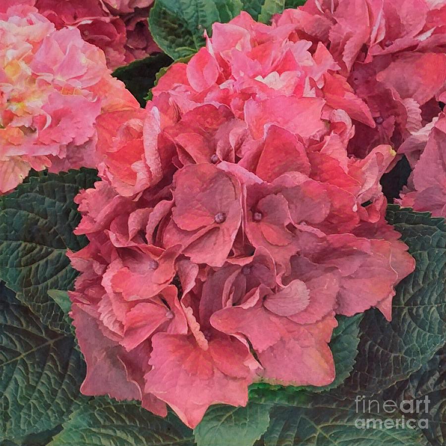 Hydrangea Photograph by Luther Fine Art