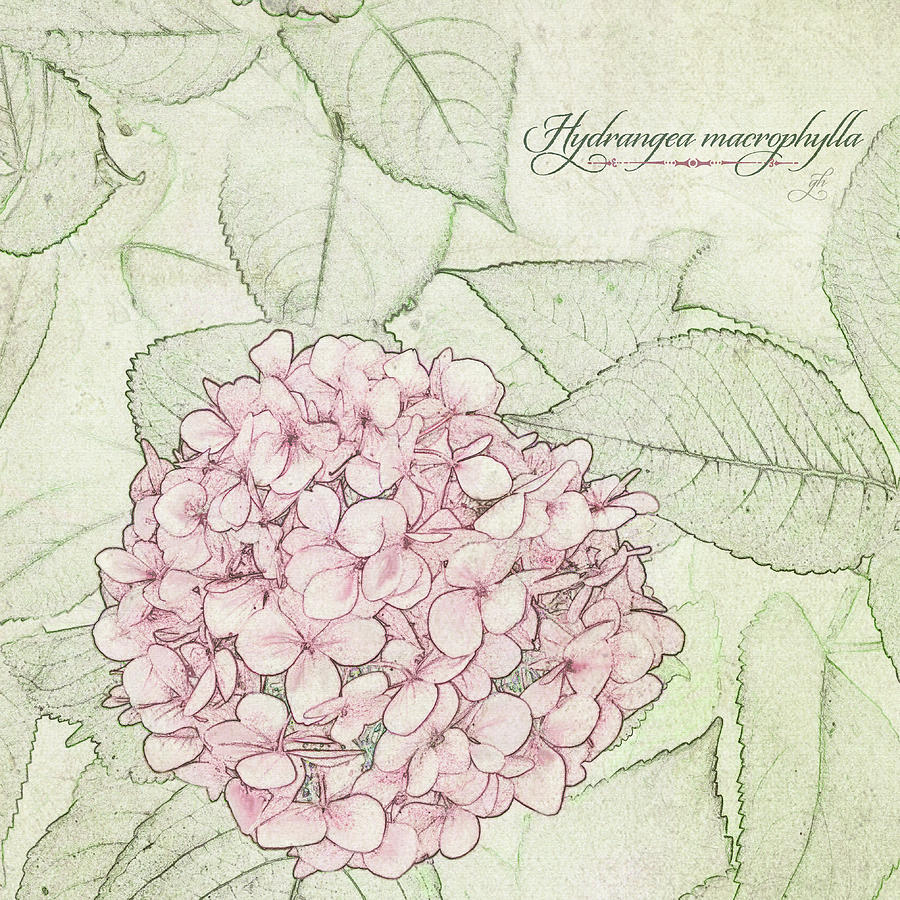 Hydrangea macrophylla Digital Art by Gina Harrison