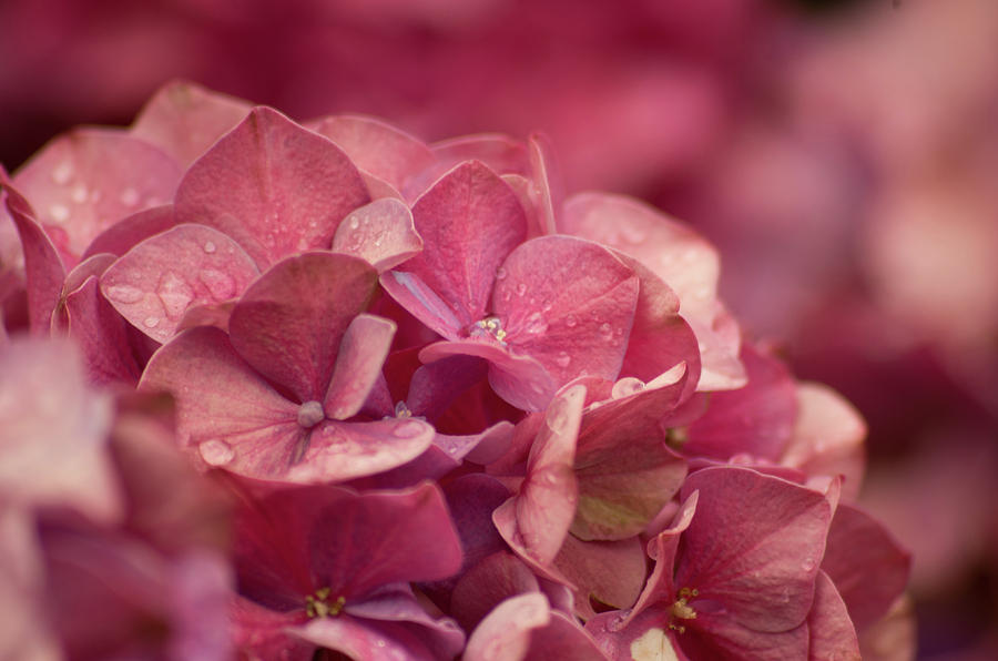Nature Photograph - Hydrangea Flower #2 by Marilyn Wilson