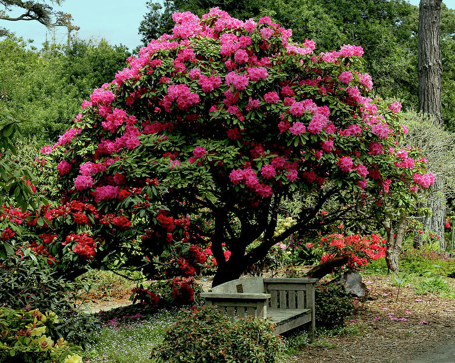 Bench Beneath Hydrangea Photograph by Michael Riley - Fine Art America