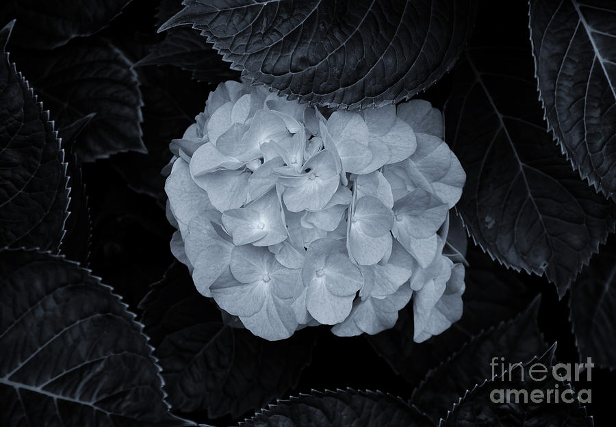 Hydrangea Nestled Photograph by Rachel Cohen