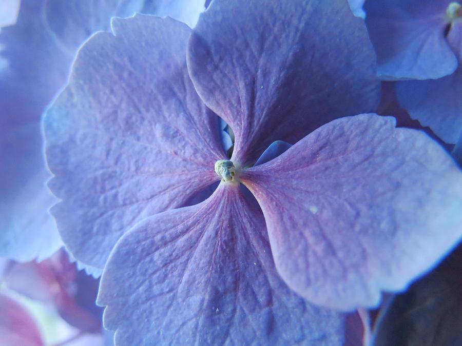 Hydrangea Petals Photograph by Emma Gossett - Fine Art America